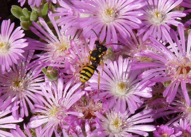 Nomada sp. (Apidae).